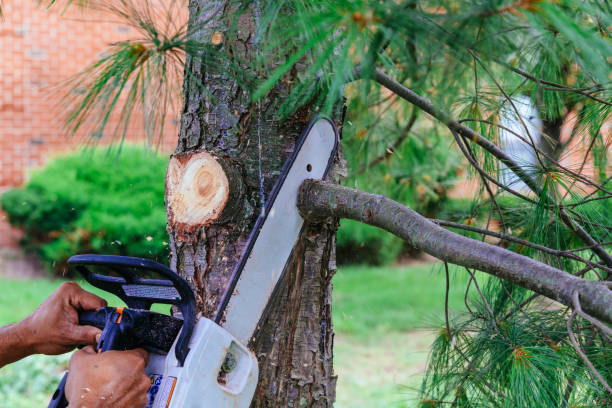 Best Tree Removal Services  in Rumson, NJ